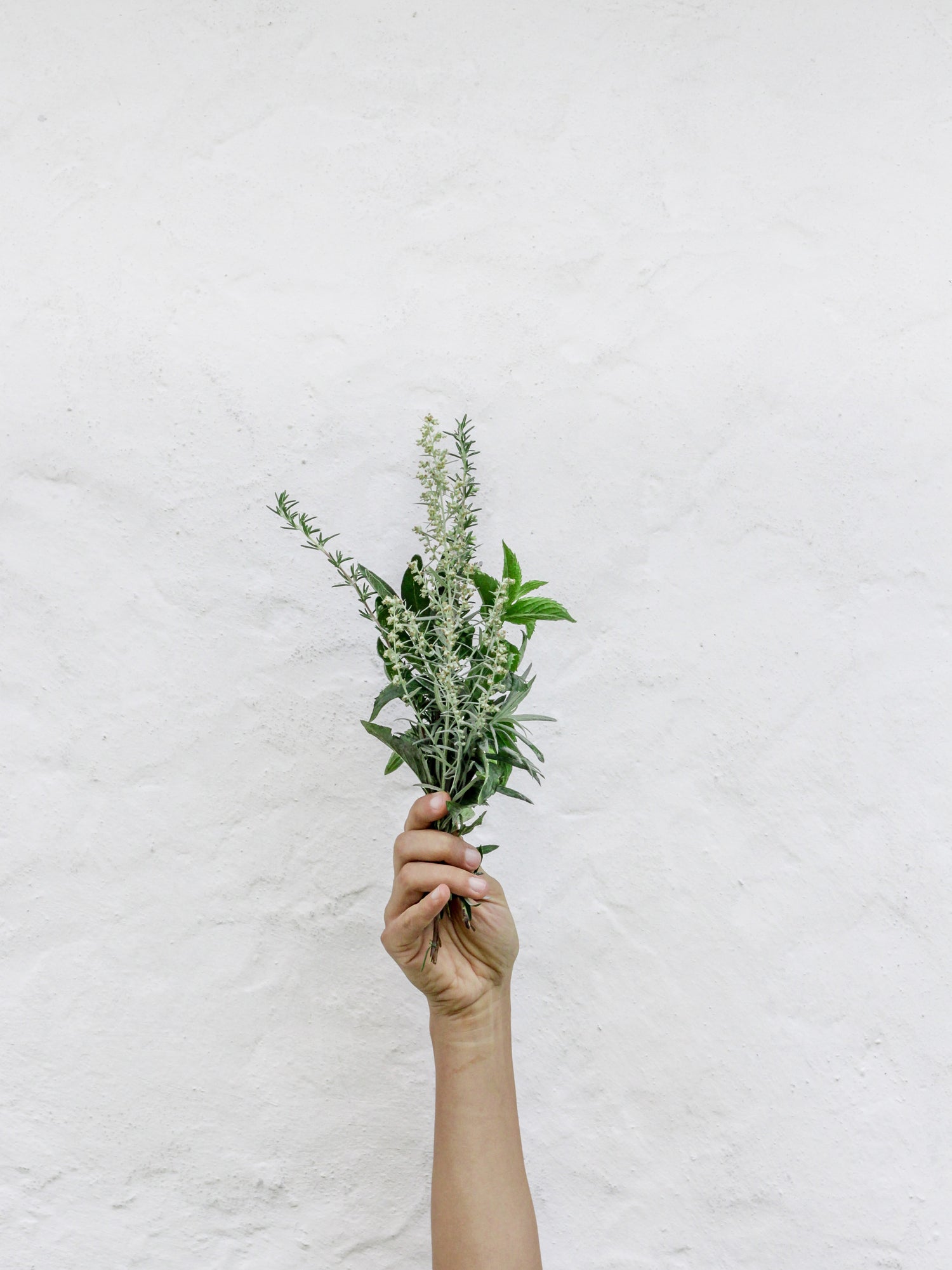 A Beginner's Guide to Plant Medicine